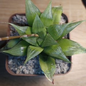 Haworthia pygmaea v. crystallina