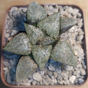 Haworthia emelyae MG