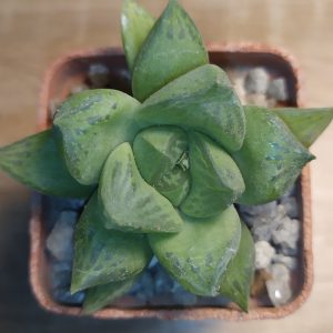 Haworthia hybrid
