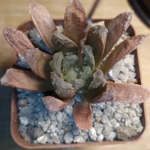 Haworthia hybr. truncata x chivagri