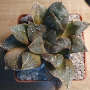 Haworthia hybr. chivagri