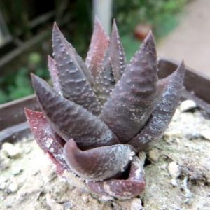 haworthia koelmaniorum x tessellata