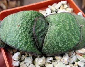 gasteria armstrongii  Renny Wong