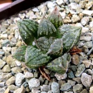 haworthia hybrid