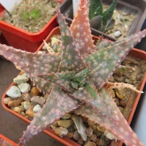 aloe hybrids
