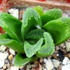haworthia lime green x haworthia maughanii