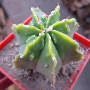 astrophytum fukuryu variegata