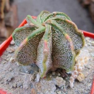 astrophytum hybrid variegata
