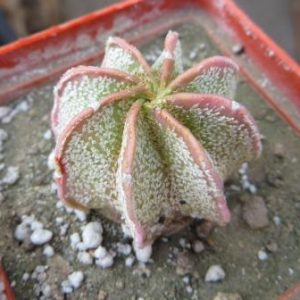astrophytum hybrid