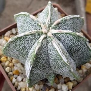 astrophytum  Tay  hybrid 7 rebs