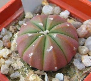 astrophytum hybrid