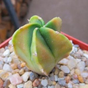 astrophytum myriostigma variegata