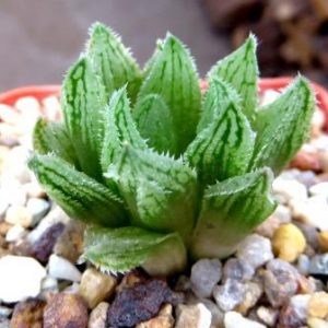 haworthia hybrid