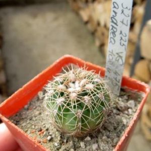 327.225 gymnocalycium   andrea form VG 475