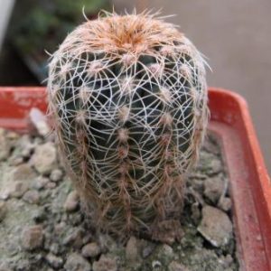 310 3gymnocalycium species VG0160 Piltz