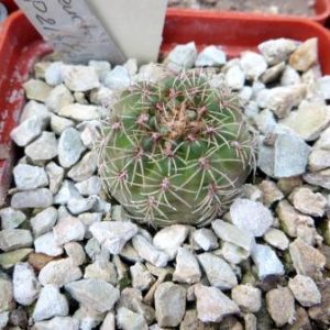337.292 gymnocalycium bruchii brigittae P214