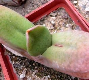 gasteria glomerata