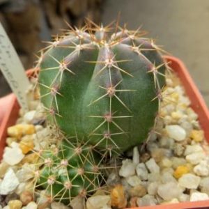 echinopsis subterenai