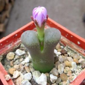 ophthalmophyllum triebneri