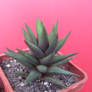 Haworthia tortuosa  v.curta