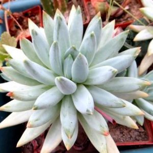 Pachyveria fittkaui