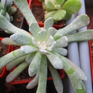 senecio scaposus addoensis