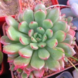 echeveria bashful
