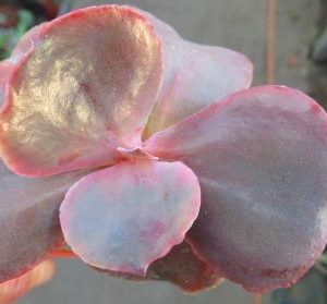 echeveria zorro hybrid