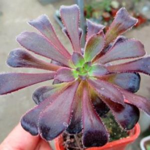 aeonium schwarzkopf