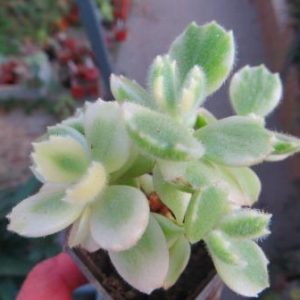 cotyledon ladismithiensis variegata