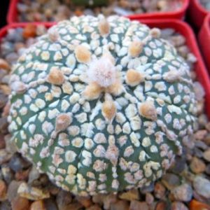 astrophytum super kabuto gold