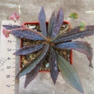 euphorbia francoisii