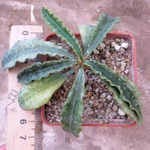 euphorbia francoisii  3