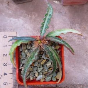 euphorbia francoisii