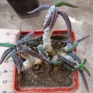 euphorbia cylindrifolia  cylindrifolia