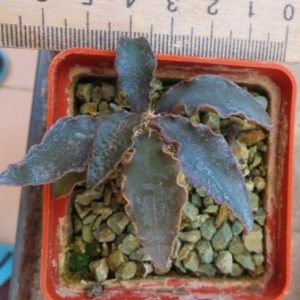 euphorbia francoisii