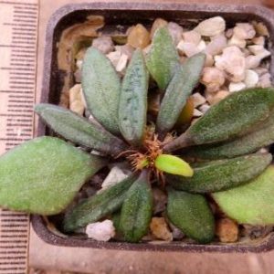 euphorbia francoisii