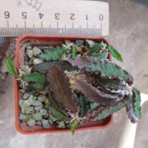 euphorbia decaryi