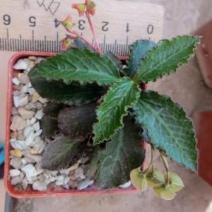euphorbia ambovombensis