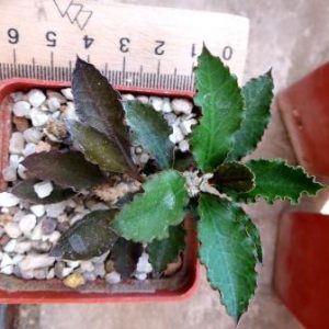 euphorbia ambovombensis