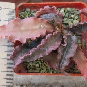 euphorbia francoisii