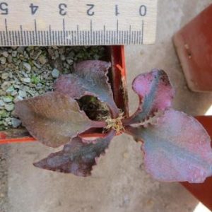 euphorbia francoisii