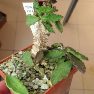 euphorbia decaryi