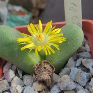 1869.43 MG tanquana archeri