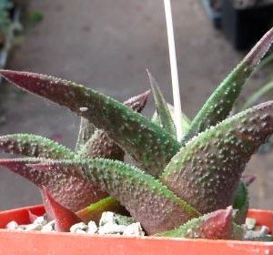 haworthia nigra
