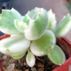 cotyledon ladismithiensis variegata