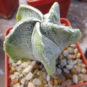 astrophytum hakuun   fukuryu Tay