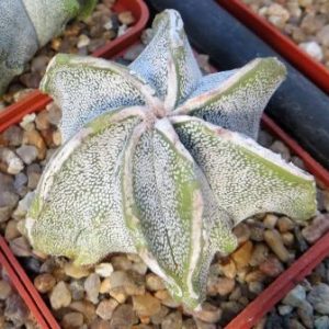 astrophytum hakuun  hybrid Tay