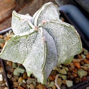astrophytum hakuun