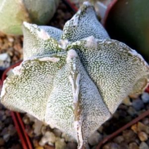 astrophytum hakuun Tay v typ